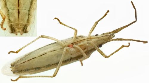 Réf. 343 954 : Mecidea minor
